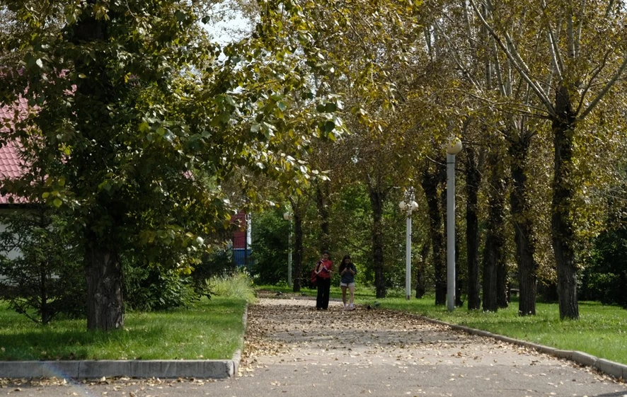 Красноярцам рассказали, что некоторые виды деревьев могут быть опасны