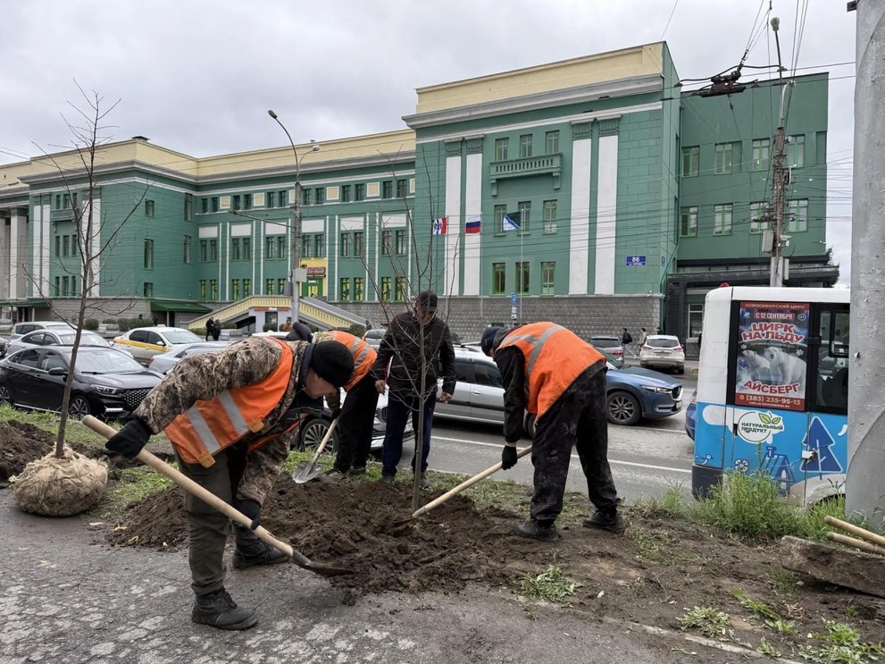 В Новосибирске высадят 66 лип: какие улицы станут зеленее
