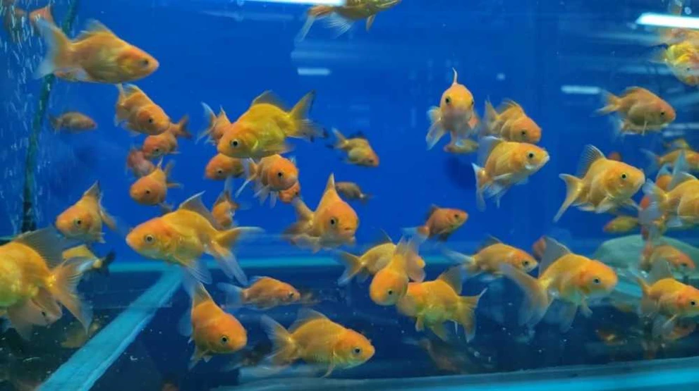 За год в Красноярск ввезено более 41 тысячи аквариумных рыбок