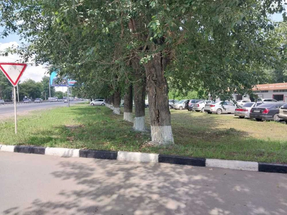 В Новосибирской области формируют лесополосу вдоль магистралей 