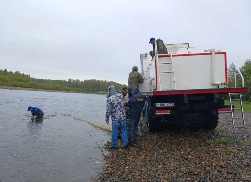 В реку Абакан в Хакасии выпустили около 60 тысяч мальков стерляди