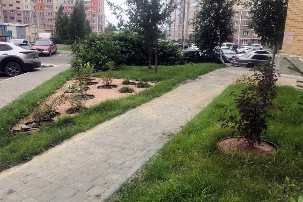 Дворы Центрального района Красноярска озеленяют в рамках грантового конкурса
