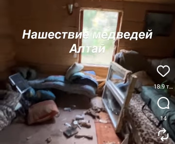 Медведь устроил разгром в жилище алтайского рыбака