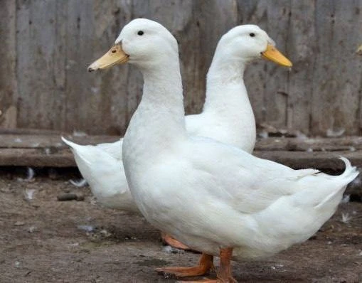В Алтайском крае мужчина украл двух уток из домашнего хозяйства