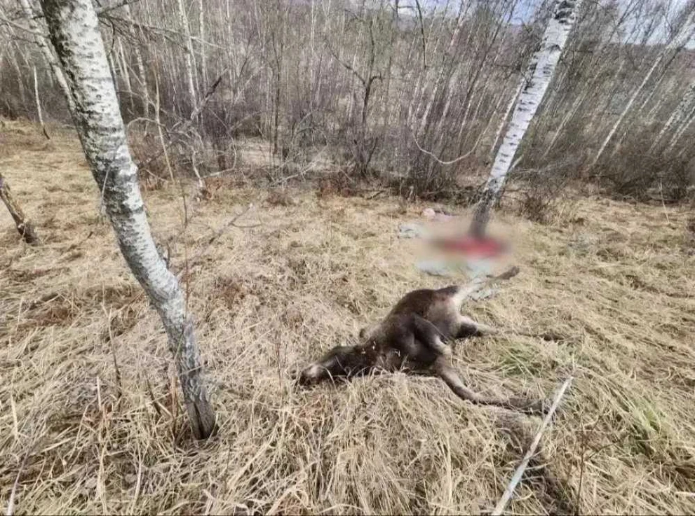 Абаканец убил не того в Красноярском крае и получил 3 года «условки» 