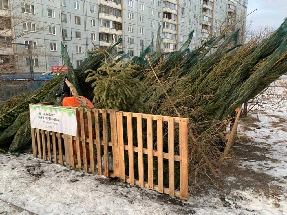 Жителям Красноярска напомнили о правилах утилизации новогодних ёлок