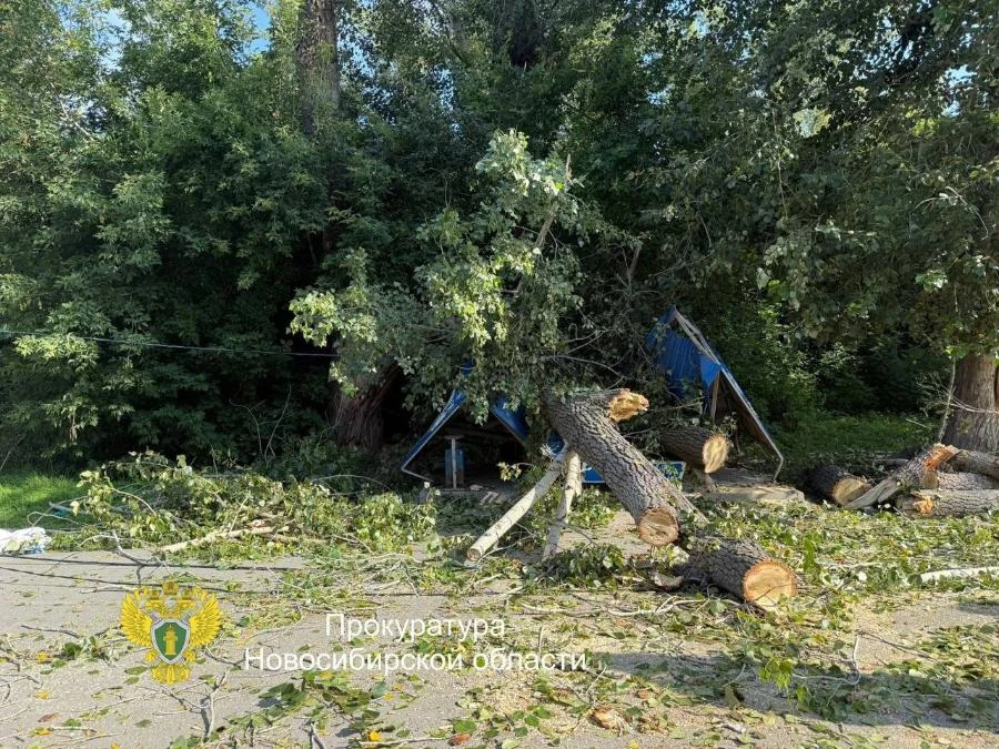В Новосибирске на автобусную остановку упало дерево. Есть пострадавшие
