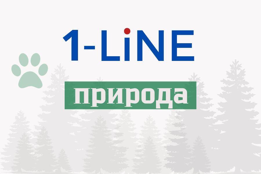 В Алтайском крае контролируют численность медведей