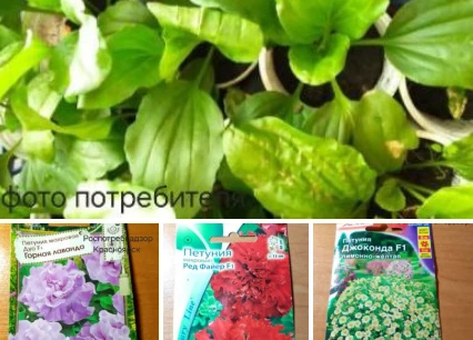 Житель Красноярского края купил семена петуний с сюрпризом 