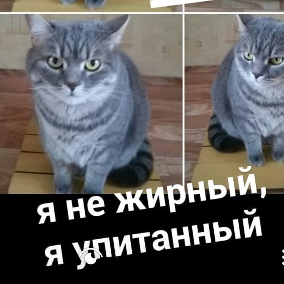 Кот2.jpg
