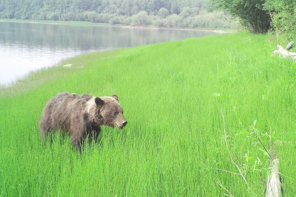 07.07.2019 Бурый медведь на берегу реки Витим, выше зимовья Конюховское (1).JPG 07.07.2019 Бурый медведь на берегу реки Витим, выше зимовья Конюховское (1).JPG