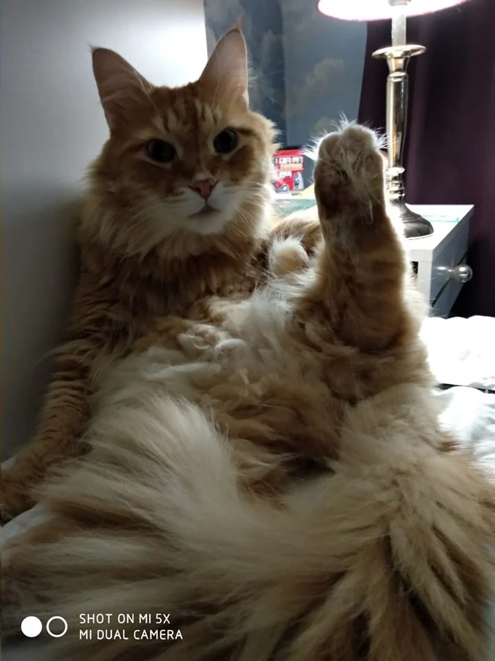 Кот3.jpg