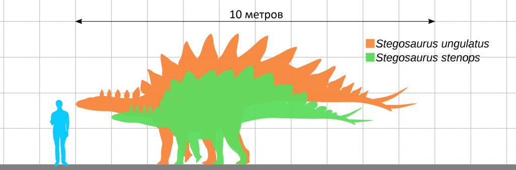 Stegosaurus_size_comparison_ru.png