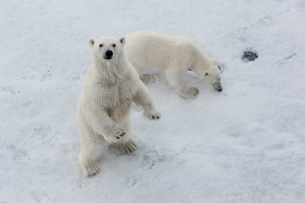 polar bears_2.jpg