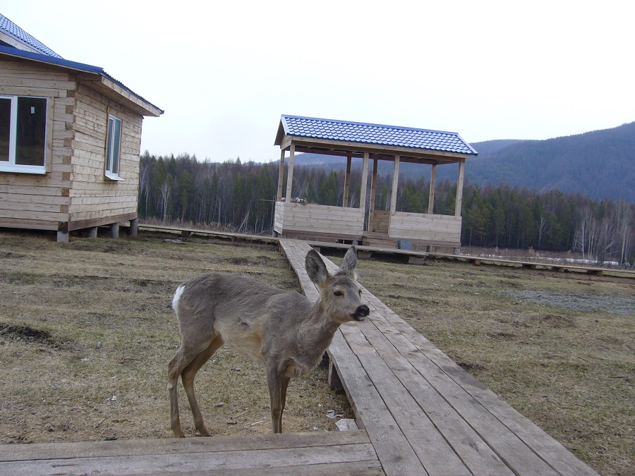 6.1. Противопожарный пост на Таловке часто посещаеют дикие животные (косуля) апрель 2012.JPG